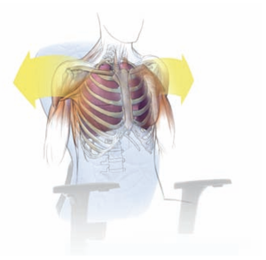 keilhauer t1-l5 free shoulders design